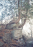 Cedar trees growing on rocks - Niagara Glen