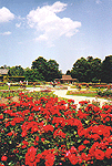 roses at NPC Botanical Gardens