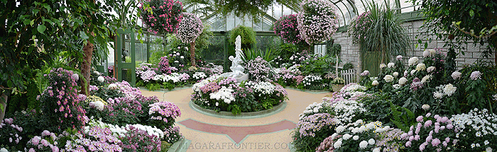 Chrysanthemum Display - Floral Showhouse