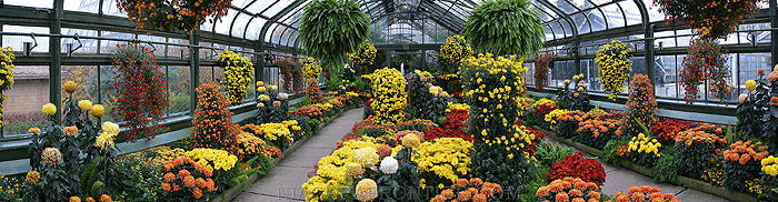 Chrysanthemum Display - Floral Showhouse